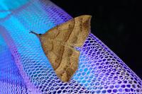 Hypena proboscidalis