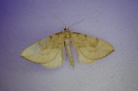 Gandaritis pyraliata