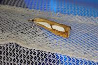 Catoptria pinella