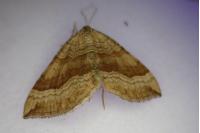 Scotopteryx chenopodiata