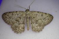 Charissa ambiguata herbuloti