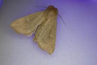 Mythimna ferrago