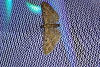 Eupithecia icterata