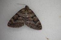 Thera cognata