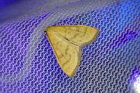 Mecyna flavalis