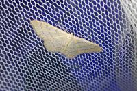 Idaea aversata