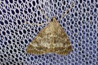 Evergestis sophialis