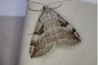Aplocera praeformata