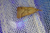 Synaphe punctalis