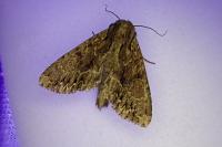 Apamea monoglypha monoglypha