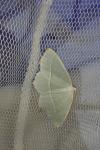 Campaea margaritaria