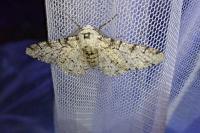 Biston betularia