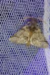 Thaumetopoea pityocampa