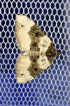 Cosmorhoe ocellata