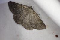Gnophos obfuscata