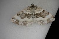 Epirrhoe rivata