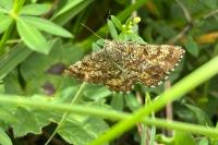 Ematurga atomaria