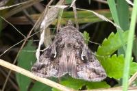 Autographa gamma