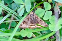 Euclidia glyphica