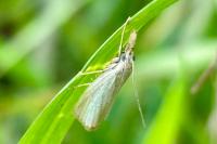 Agriphila straminella