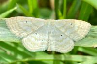 Scopula immutata