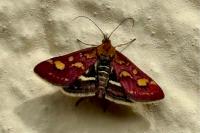 Pyrausta purpuralis