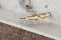 Agriphila inquinatella/paleatella
