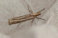 Ancylolomia tentaculella