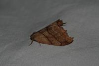 Falcaria lacertinaria
