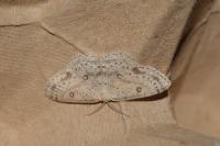Cyclophora albipunctata