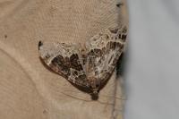 Ecliptopera silaceata