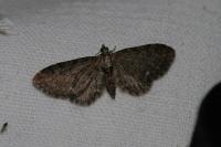 Eupithecia vulgata
