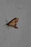 Plagodis dolabraria