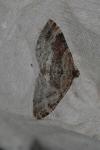 Xanthorhoe spadicearia/ferrugata