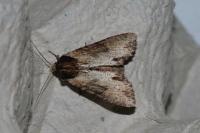Apamea crenata