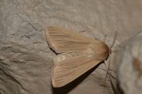 Mythimna pallens