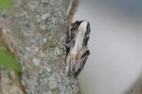 Harpyia milhauseri