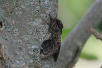 Notodonta tritophus