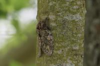 Peridea anceps