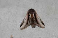 Pheosia gnoma