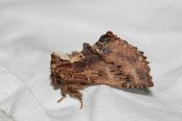 Ptilodon capucina