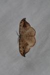 Drepana falcataria