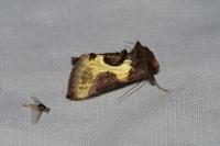 Diachrysia stenochrysis