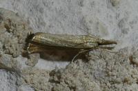 Agriphila straminella