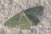 Thalera fimbrialis