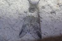 Furcula bifida