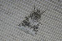 Hecatera bicolorata