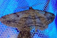 Peribatodes rhomboidaria rhomboidaria