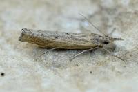 Pediasia contaminella