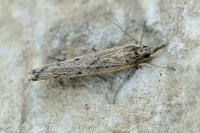 Pediasia contaminella